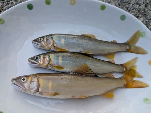 アユの釣果
