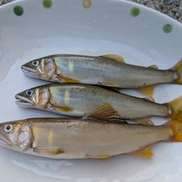 アユ