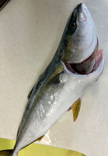イナダの釣果