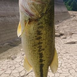 ラージマウスバス