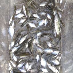 タイリクバラタナゴ
