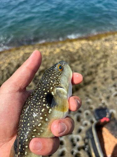 クサフグの釣果