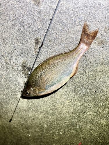 ウミタナゴの釣果