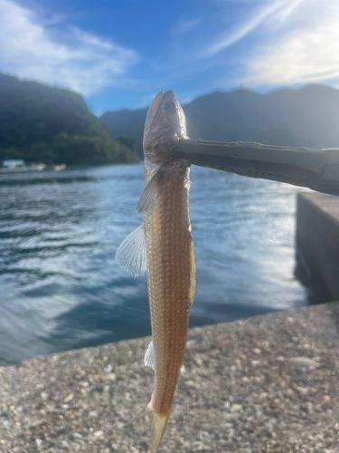 エソの釣果