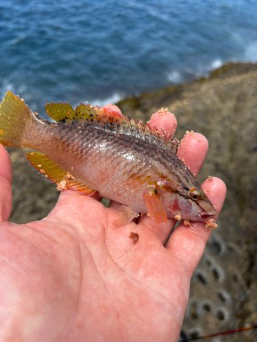 アカササノハベラの釣果