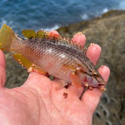 アカササノハベラ