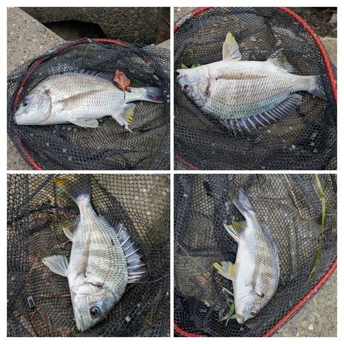 キビレの釣果