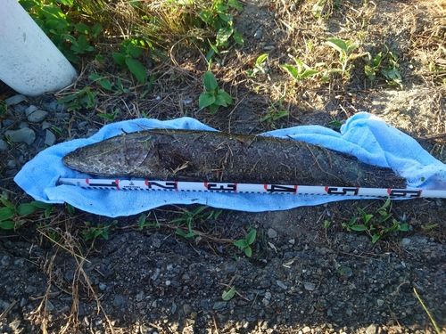 ライギョの釣果