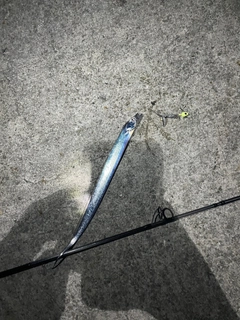 タチウオの釣果