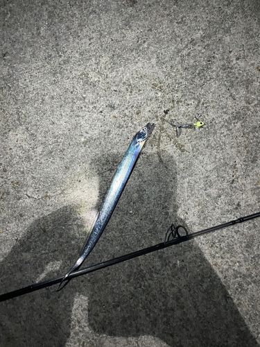 タチウオの釣果