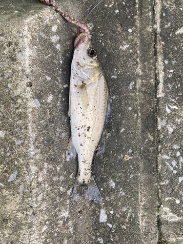 セイゴ（タイリクスズキ）の釣果