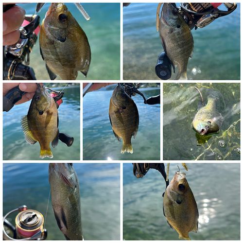 ブルーギルの釣果