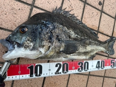 クロダイの釣果