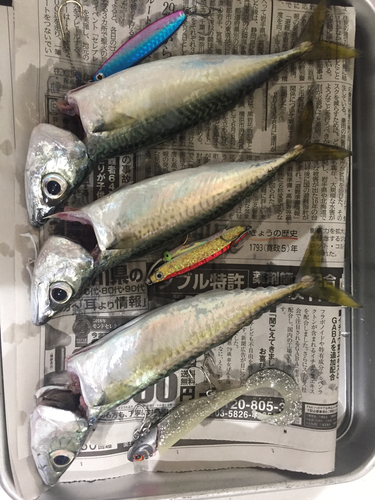 サバの釣果