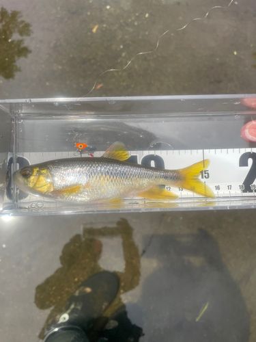 カワムツの釣果