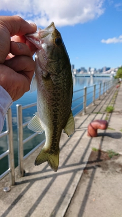 ラージマウスバスの釣果