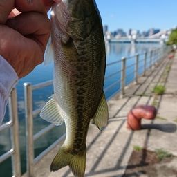 ラージマウスバス