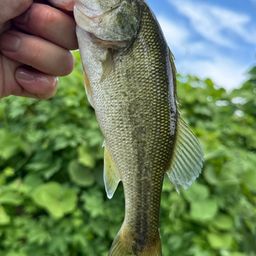 ラージマウスバス