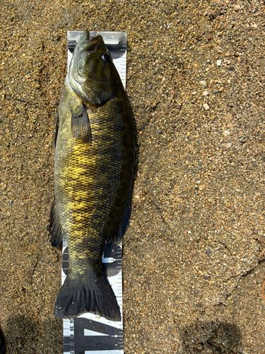 スモールマウスバスの釣果
