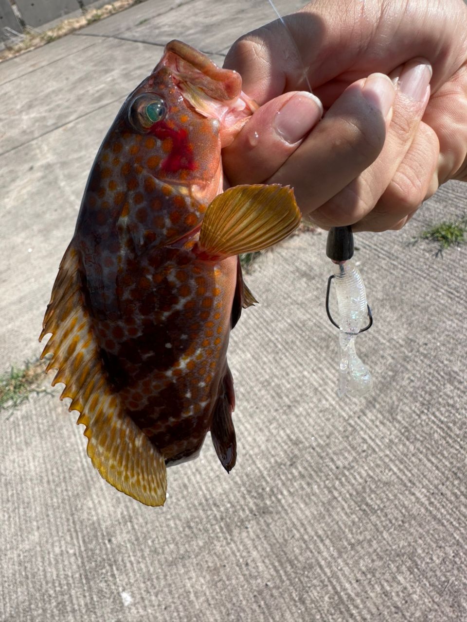 SHIMANO 18ワールドシャウラ 17114R-2の最安値・インプレ・釣果