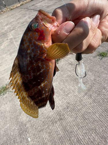 キジハタの釣果