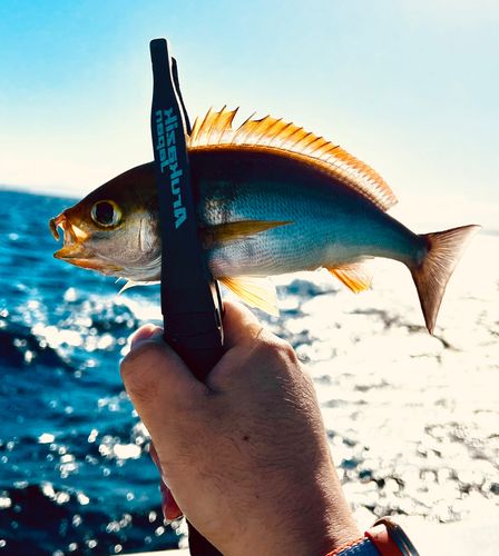 イサキの釣果