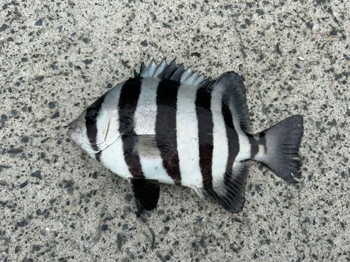 リュウグウノツカイの釣果