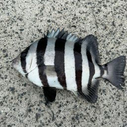 リュウグウノツカイ