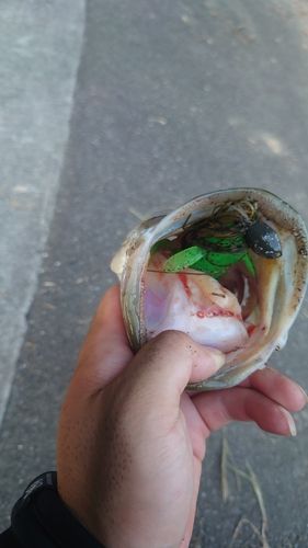 ブラックバスの釣果