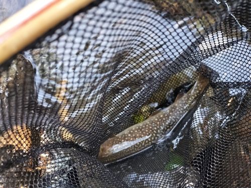 イワナの釣果