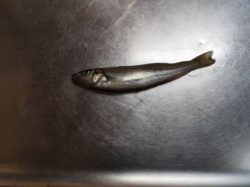 シロギスの釣果