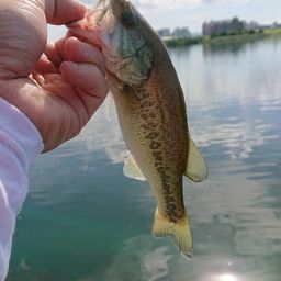 ラージマウスバス