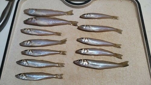 キスの釣果