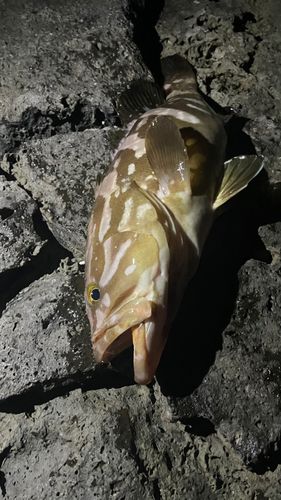 クエの釣果