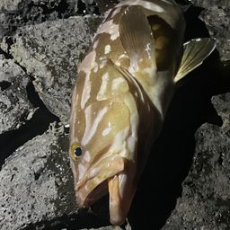 クエ