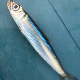 ウルメイワシ