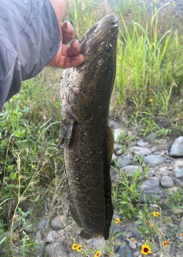 ライギョの釣果