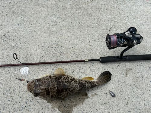 フグの釣果