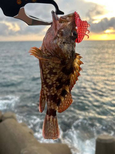 キジハタの釣果