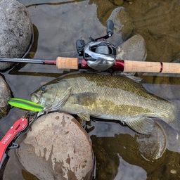 スモールマウスバス