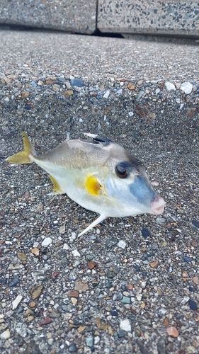 ギマの釣果