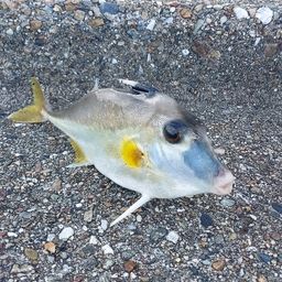 ギマ