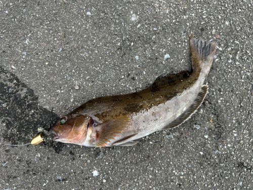 アイナメの釣果