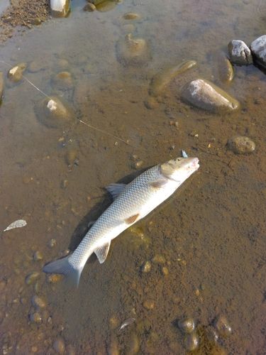 ニゴイの釣果