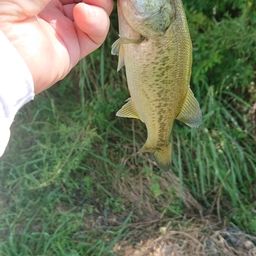 ラージマウスバス