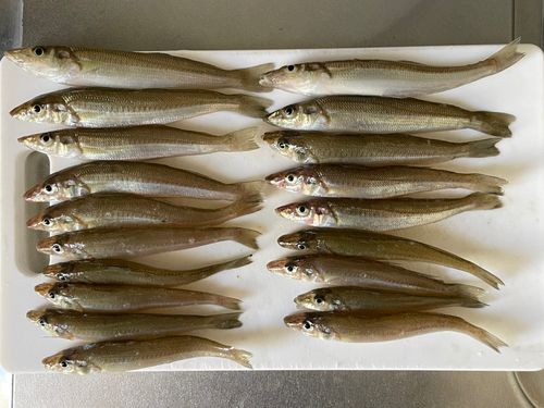 キスの釣果