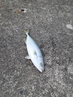 ワカシの釣果