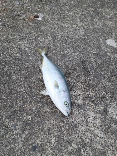 ワカシの釣果