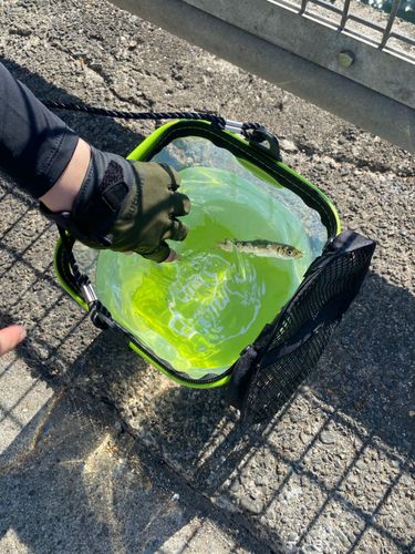 ウルメイワシの釣果