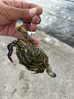 ワタリガニの釣果
